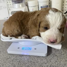 Bernedoodle Puppies from Palmetto Bernedoodles Boutique