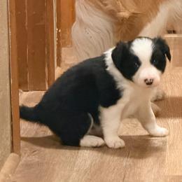 Sweet Pea - Black and white female Border Collie puppy in Lebanon, Oregon from Cahill’s Canines