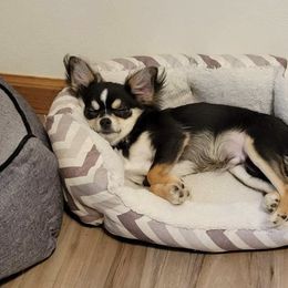 Chihuahua All Grown Up from XO Chihuahuas