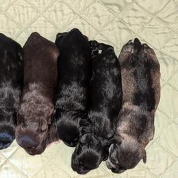 Miniature Schnauzer Puppies from Pawesome Pups
