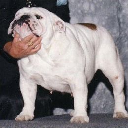 Bulldog All Grown Up from Mouser Bulldogs