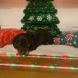 MURPHY - Black and tan male Dachshund puppy in Elizabethtown, Kentucky from Teeny Tiny Puppy Tails