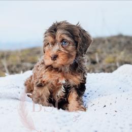 Lavender girl - Merle female Cockapoo puppy in Missoula, Montana from Big Sky Cockapoos