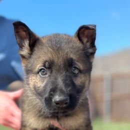 Boy 1 - Sable German Shepherd puppy in Wilmer, Texas from Babin K9
