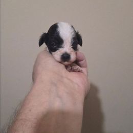 Shelby - Black & white female Maltipoo puppy in Everett, Washington from Meadows Ranch