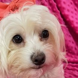 Mariah - Maltese