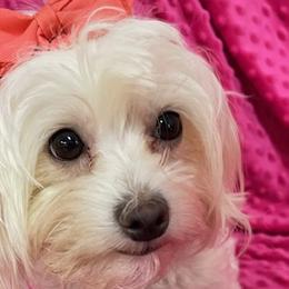 Mariah - Maltese