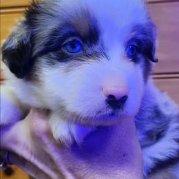 Boy 1 - Blue merle male Miniature Australian Shepherd puppy in Hampton, Tennessee from TC Farms Stock Dogs - Miniature Australian Shepherds