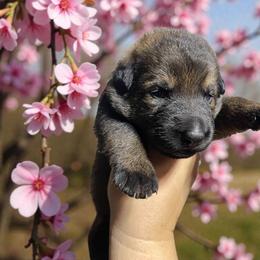 Laverne - Sable female German Shepherd puppy in Oakland, Oregon from VHM German Shepherds