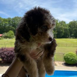 Mufasa - Red merle male Aussiedoodle puppy in Rainbow City, Alabama from Creek Bend Farm