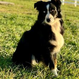 Maci - Australian Shepherd