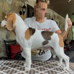 Cricket - Beagle