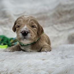 Green Collar Pistachio - Apricot male Goldendoodle puppy in Bonham, Texas from Happy Valley Puppies