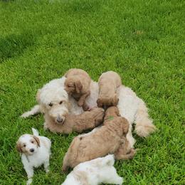 Goldendoodle Puppies from Costa's Curly Canines