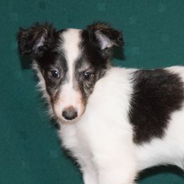 Silken Windhounds from Clayborn Silken Windhounds
