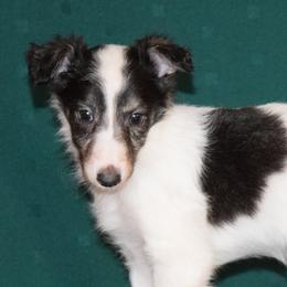 Silken Windhounds from Clayborn Silken Windhounds