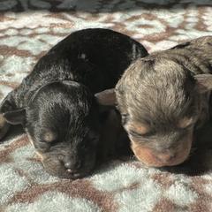 Shichon puppies from Great Lakes Teddy Bear Dogs
