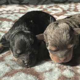 Shichon puppies from Great Lakes Teddy Bear Dogs