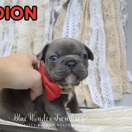 Aedion Ashryver - Blue male French Bulldog puppy in Loxahatchee, Florida from Blue Wonder Frenchies