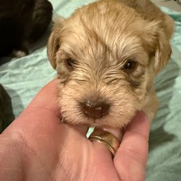 Pink - Liver female Miniature Schnauzer puppy in Griggsville, Illinois from Stephenson’s Mini Schnauzer’s