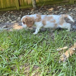 Black Russian Terrier and Cavalier King Charles Spaniel Puppies from Ocean Gem & Guardian Bears