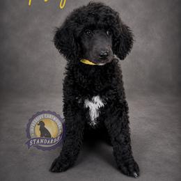 Poodle Puppies from Impressive Cartwright Standards