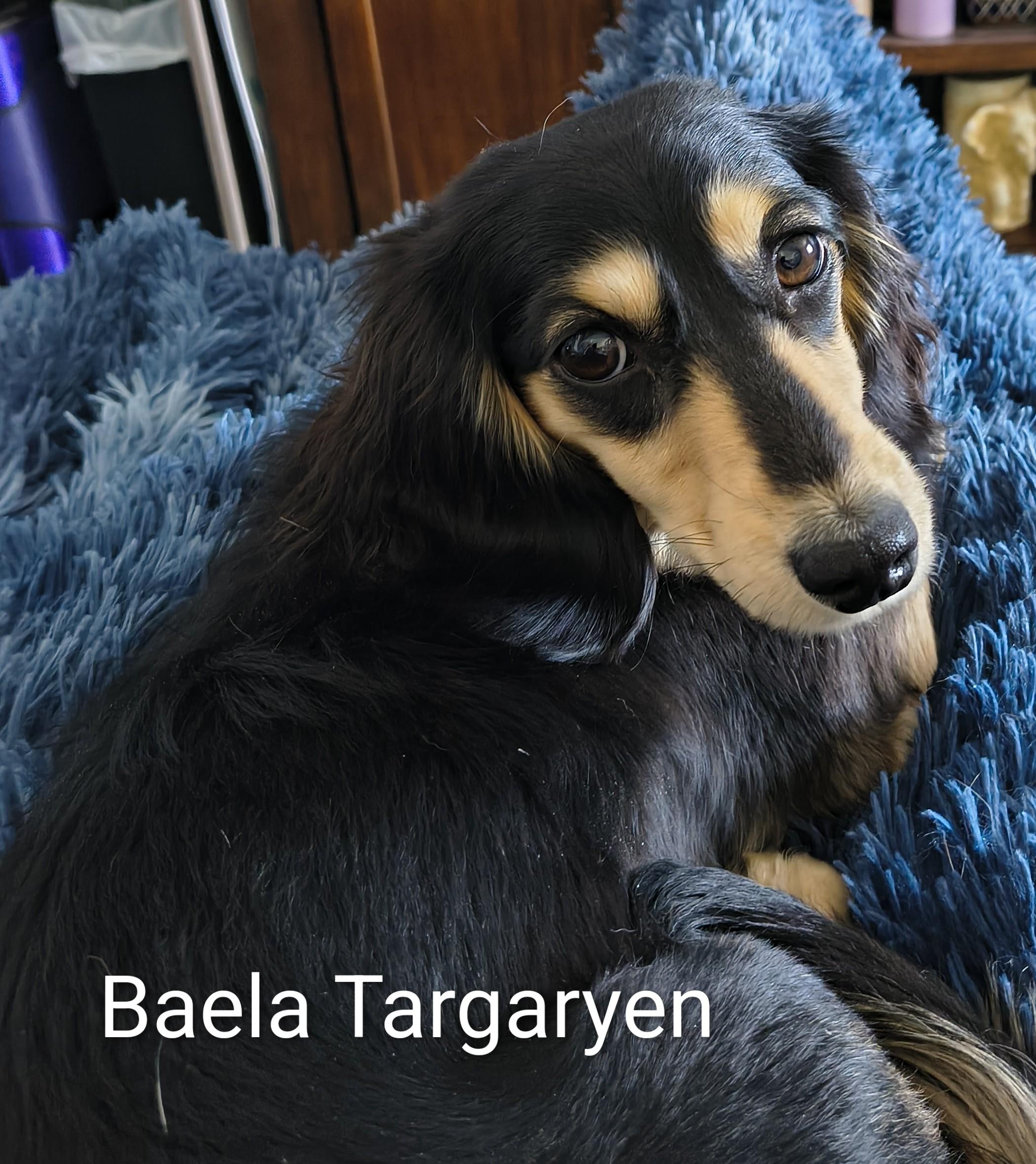 Baela