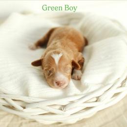 Green boy - Red  male Goldendoodle puppy in Rio Linda, California from GoldendoodlePaw