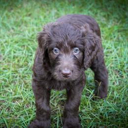 Labradoodle Puppies from CC Labradoodles