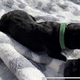 Breacher - Black Cane Corso puppy in Asheville, North Carolina from War Dogs