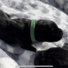 Breacher - Black Cane Corso puppy in Asheville, North Carolina from War Dogs