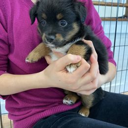 Miniature Australian Shepherd and Toy Australian Shepherd Puppies from Sunset Hill Mini & Toy Aussies