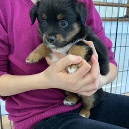 Miniature Australian Shepherd and Toy Australian Shepherd Puppies from Sunset Hill Mini & Toy Aussies