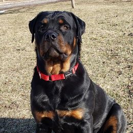 Tequila  - Rottweiler