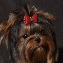 Lexi - Yorkshire Terrier