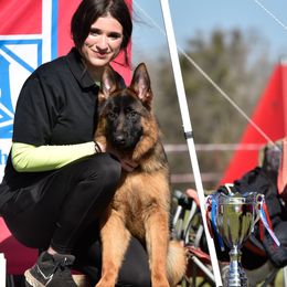 Elata - German Shepherd