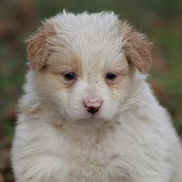Girl 2 - Gold female Border Collie puppy in Tylertown, Mississippi from Cool Meadow Farms