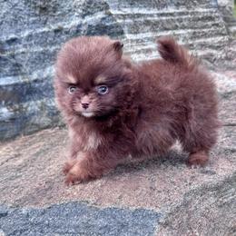 Cola - Chocolate male Pomeranian puppy in Canandaigua, New York from Fingerlakes Pomeranians