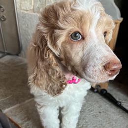 PARIS - Hot Pink Collar Girl - Parti female Poodle puppy in Charlo, Montana from Heavenly Hilltop Farm