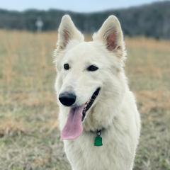 Ollie - Berger Blanc Suisse
