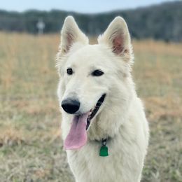 Ollie - Berger Blanc Suisse