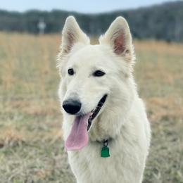 Ollie - Berger Blanc Suisse