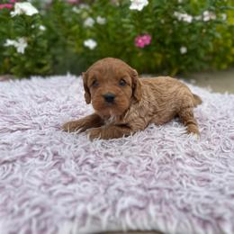 Reba - Red female Cavapoo puppy in Thorndale, Texas from Hattie’s Texas Cavapoos