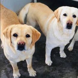 Labrador Retrievers from Shiloh Labradors