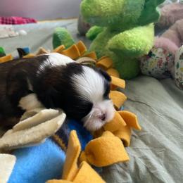 Pete - Black gold and white male Shih Tzu puppy in Wyoming, Michigan from Shih Tzu Shenanigans