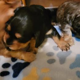 Dachshund Puppies from CLARK'S BREEDING PROGRAM