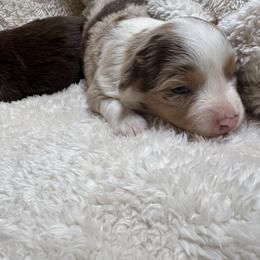 Reba- red Merle female - Red merle female Miniature Australian Shepherd puppy in Chino Valley, Arizona from Perkins Mini/Toy Aussies