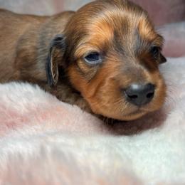 Liberty - Red female Dachshund puppy in Littlestown, Pennsylvania from Little Kisses Doxies