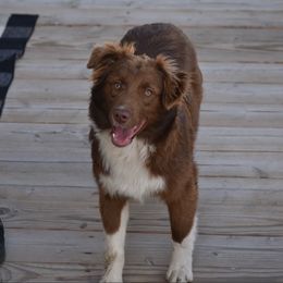 Otono (Spanish for Autumn) - Red & white Miniature Australian Shepherd puppy in California from Eagle River Aussies