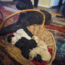 Poodle Puppies from Tommy Jones